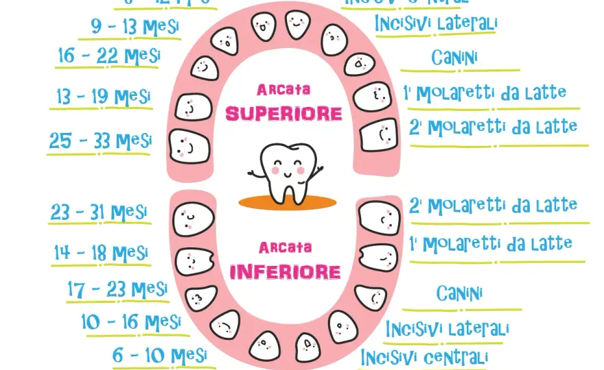 I denti da latte hanno la radice? Ecco perché non si vede