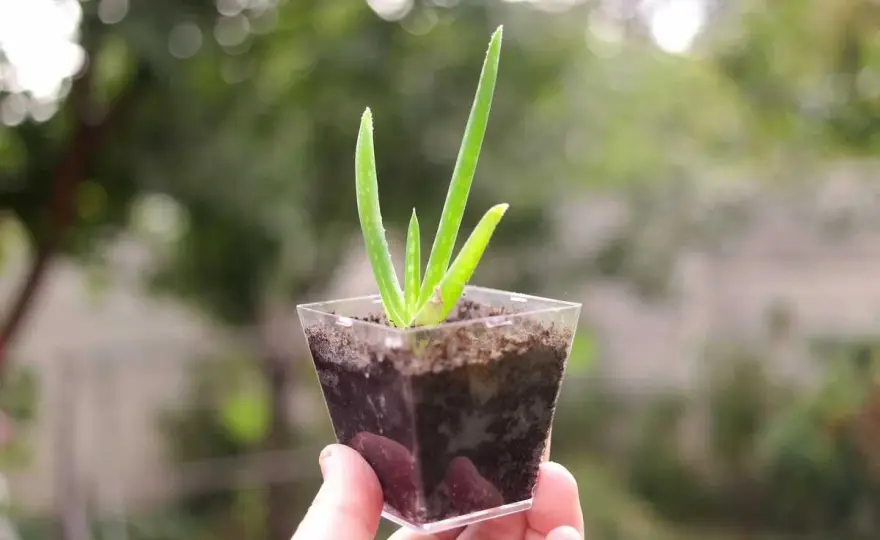 Bouture d'Aloe Vera - Réussir facilement avec les rejets