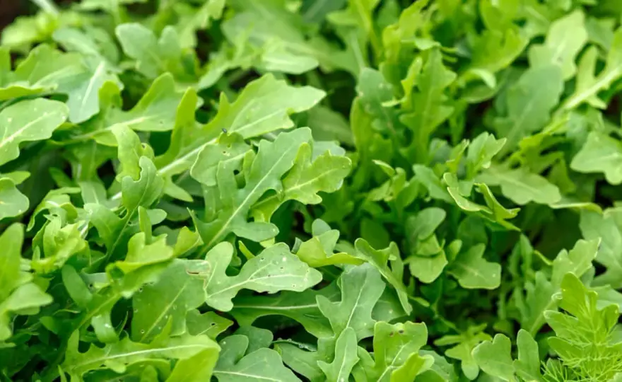 Arugula co to? Rukola - uprawa i zbiór, by nie gorzkniała!