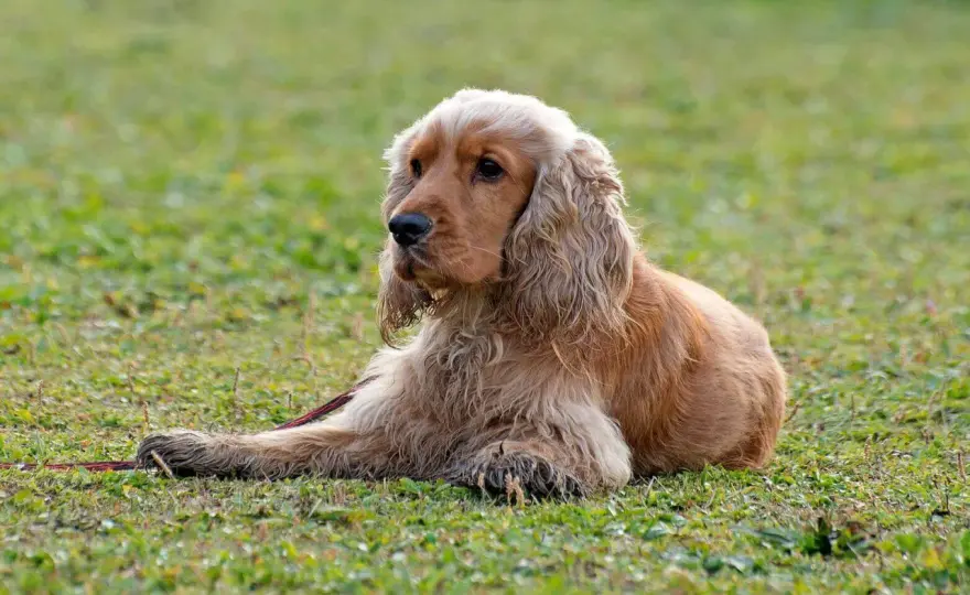 Cocker spaniel - jaki naprawdę jest i dla kogo będzie dobry?