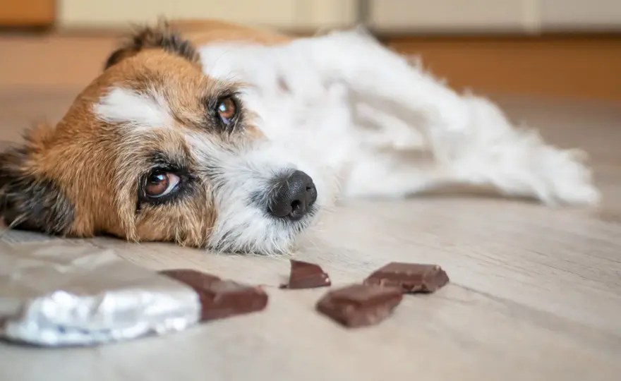 Schokolade für Hunde - was du im Notfall tun solltest