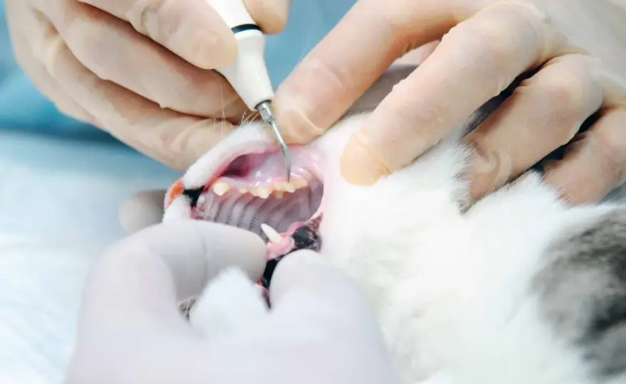 Cat Dental Cleaning - Costs, Care, & What to Expect