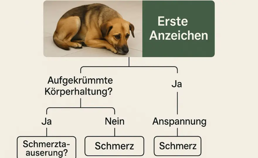 Magenbeschwerden beim Hund - Warnzeichen und Erste Hilfe
