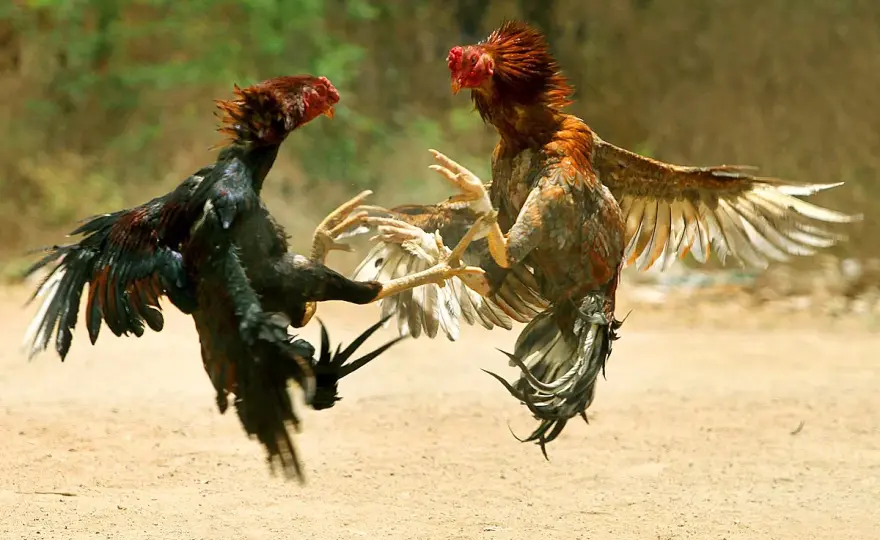 Poule Agressive - Causes et Solutions pour un Poulailler Zen