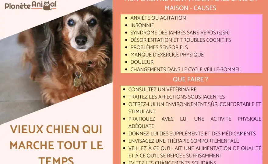 Chien âgé qui vacille - Causes, urgences et aide à domicile