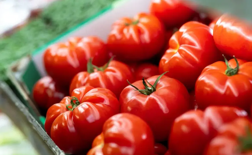 Belles tomates au potager, les gestes qui font la différence