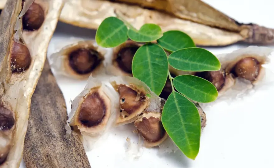 Moringa - co daje, jak używać i kiedy uważać?