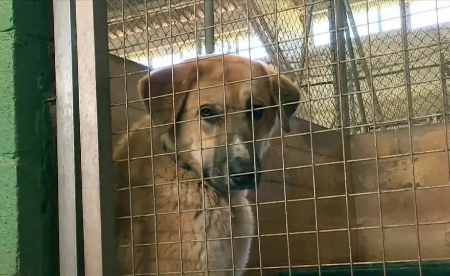 Abandono de perros en España - Qué hacer y cómo evitarlo