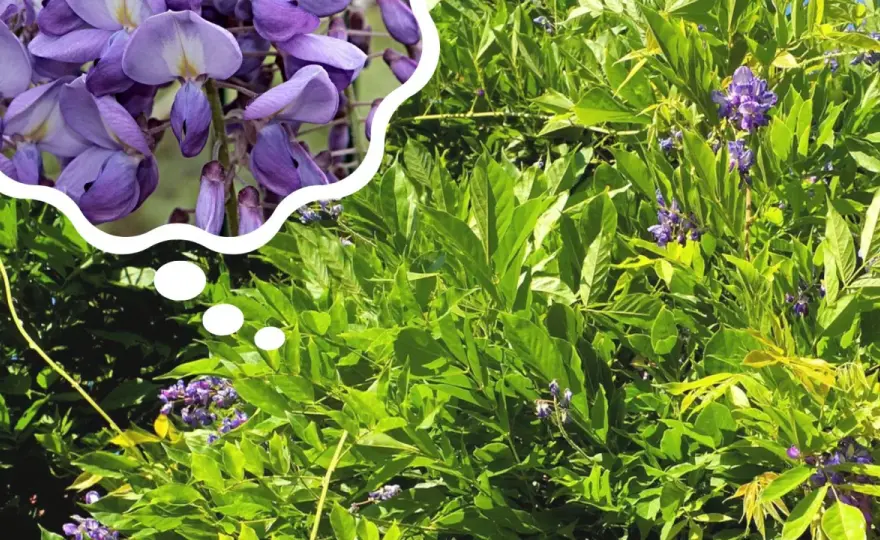 Kiedy kwitnie glicynia - Co zrobić, by wisteria obficie zakwitła?