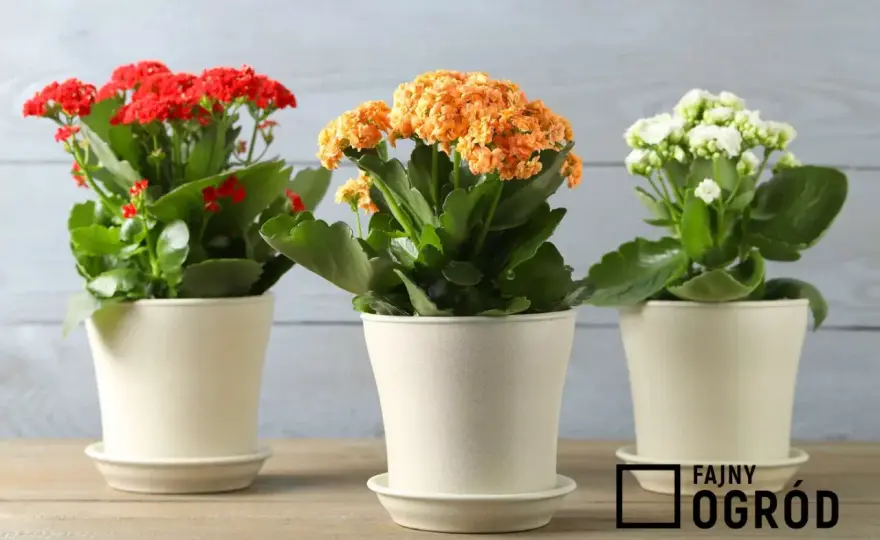 Kalanchoe - Pielęgnacja, która sprawi, że zakwitnie ponownie