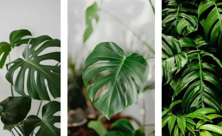 Plantas tóxicas para gatos - ¡Protege a tu felino!