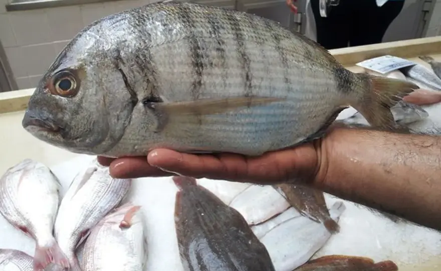 Sargo, el pescado semigraso que merece más sitio en tu cocina