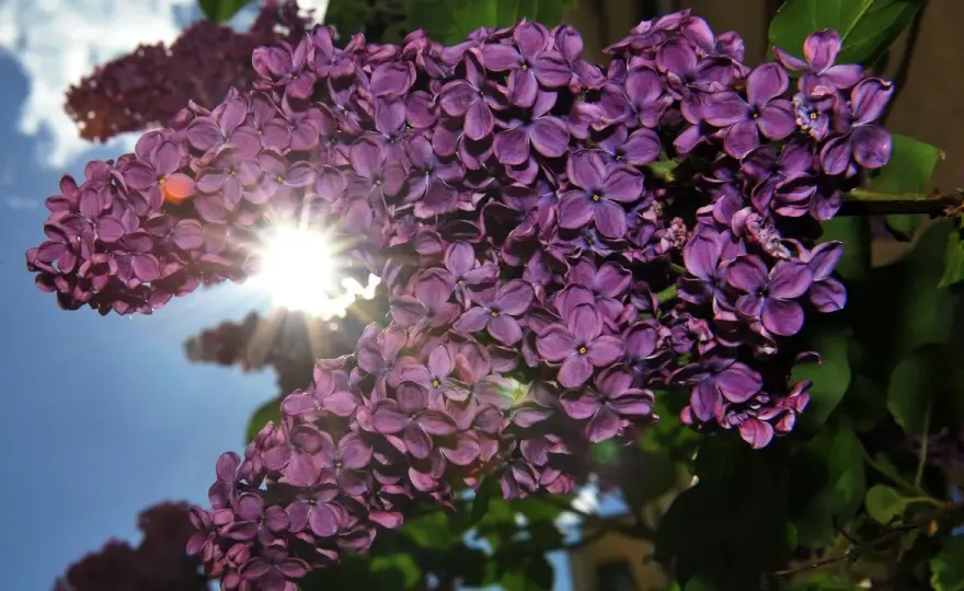 Flieder richtig pflanzen - der beste Standort für reiche Blüte