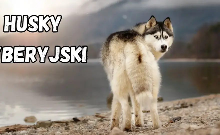 Husky syberyjski - charakter, cena i potrzeby. Czy to pies dla Ciebie?