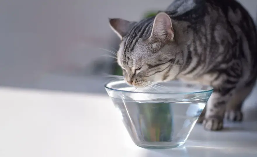 Katze trinkt zu viel - wann es normal ist und wann nicht