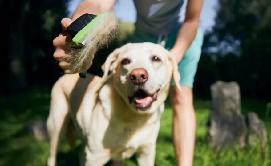 Muta del cane - Normale o problema di salute?