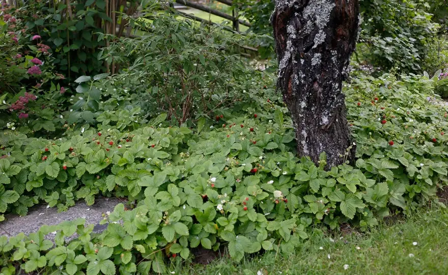 Plantera smultron - Få mer bär med rätt start!