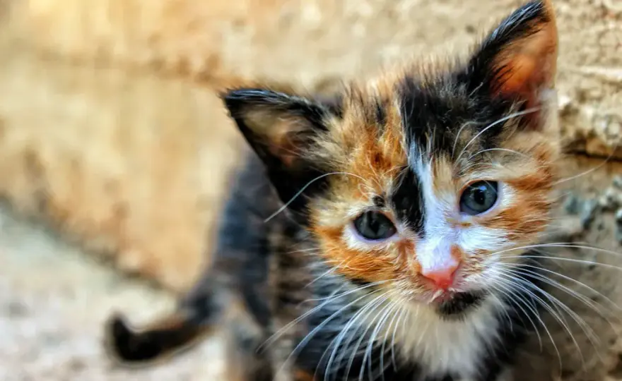 Kiedy kocięta do adopcji? 12 tygodni to klucz do ich zdrowia!
