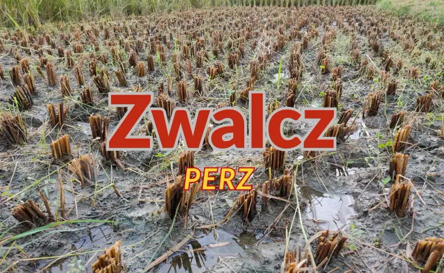 Agil-S 100 EC - Jak skutecznie zwalczyć perz i chwasty?