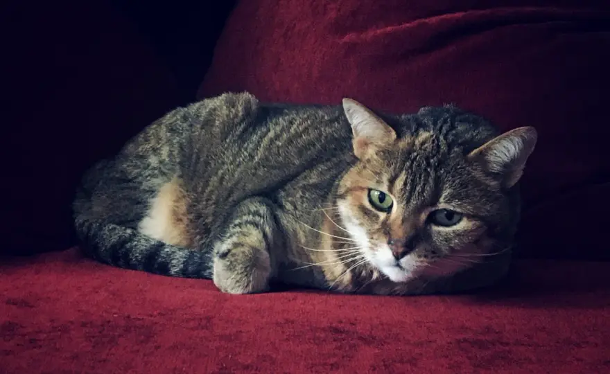 Zylkène chat - Utile ou pas ? Mon avis pragmatique