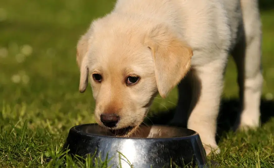 Lait pour chien - Bon ou mauvais ? L'avis du vétérinaire