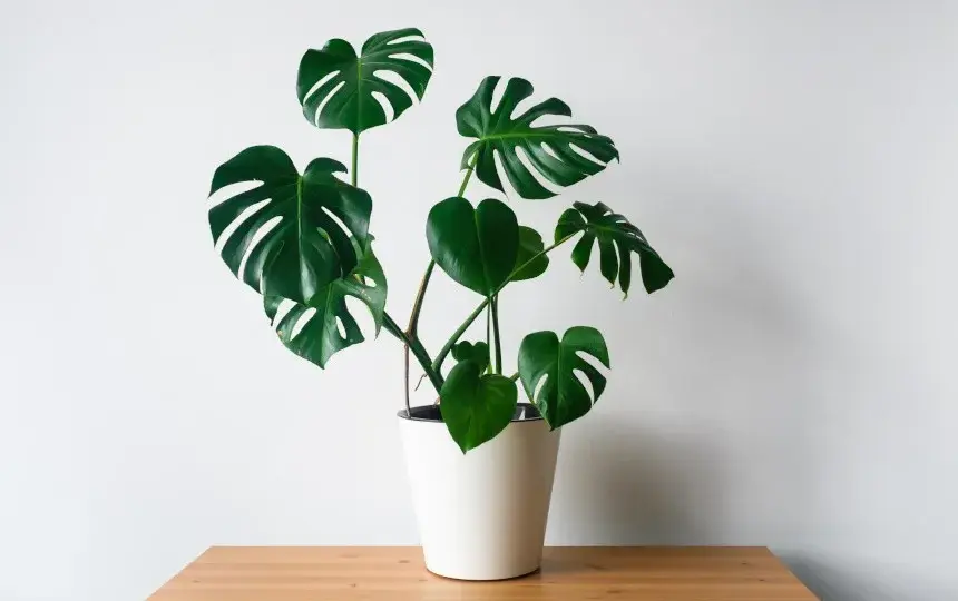 Monstera dla psa: toksyczność, objawy zatrucia i pierwsza pomoc