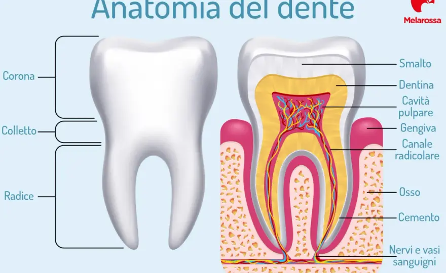 Tipi di denti - La loro forma dice molto sulla tua salute