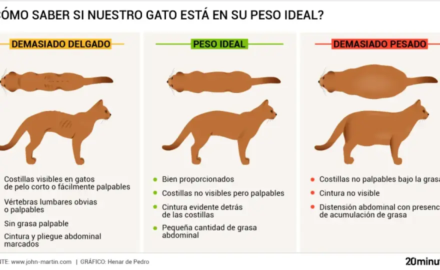 ¿Cómo saber si mi gato está gordo? Guía para detectar sobrepeso