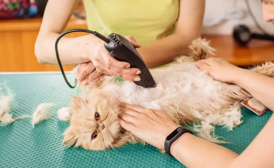 Matted Cat Hair - Remove Knots Safely Without Cutting