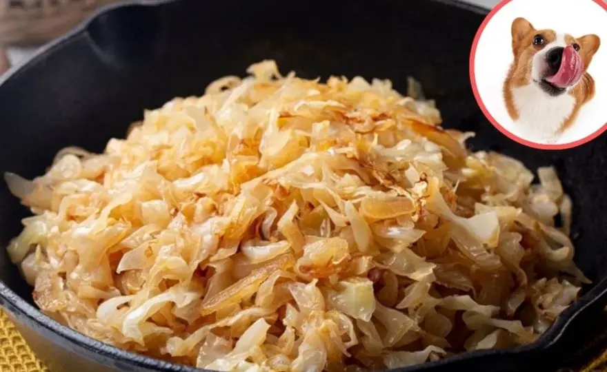 Pies a kapusta kiszona - Czy to dobry pomysł? Sprawdź!