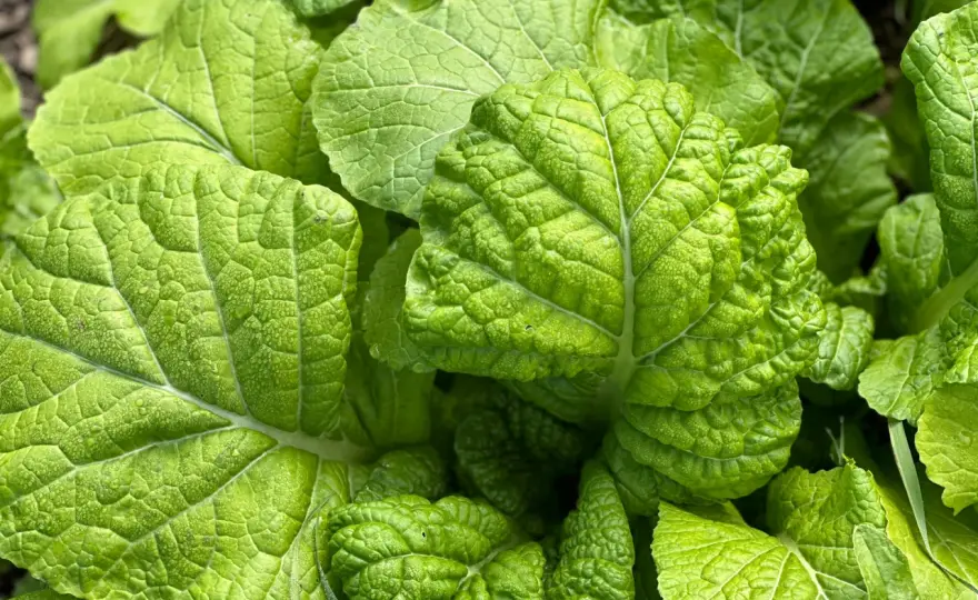 Japanese Mustard Greens - Master Mizuna, Komatsuna & Takana