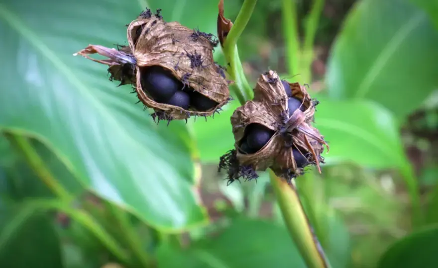 Quand semer les graines de canna et réussir la germination ?