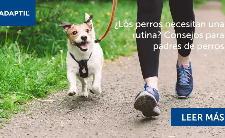 Cuidados de perros - La rutina que realmente funciona