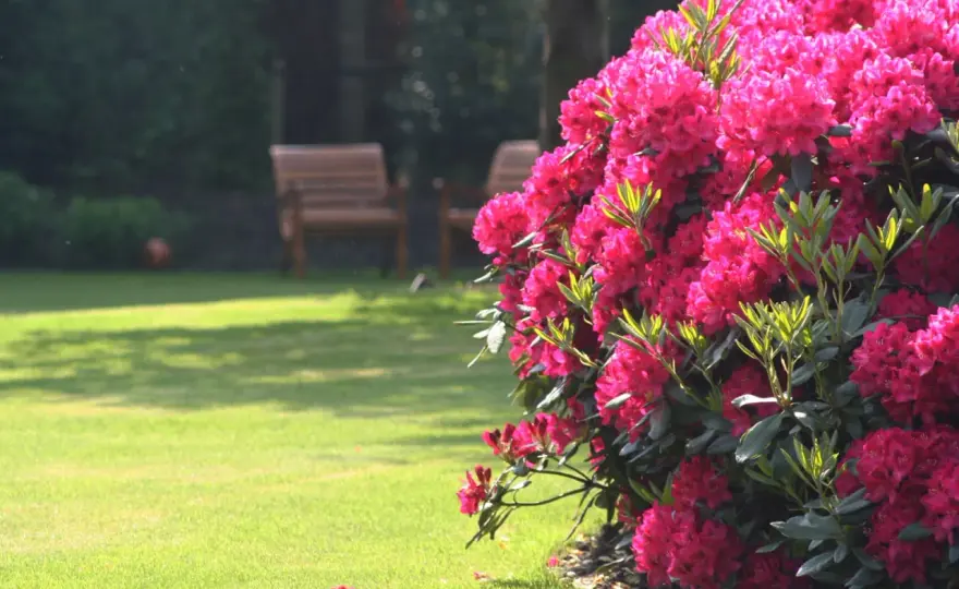 Rododendron Nova Zembla - jak dbać, by pięknie kwitł?
