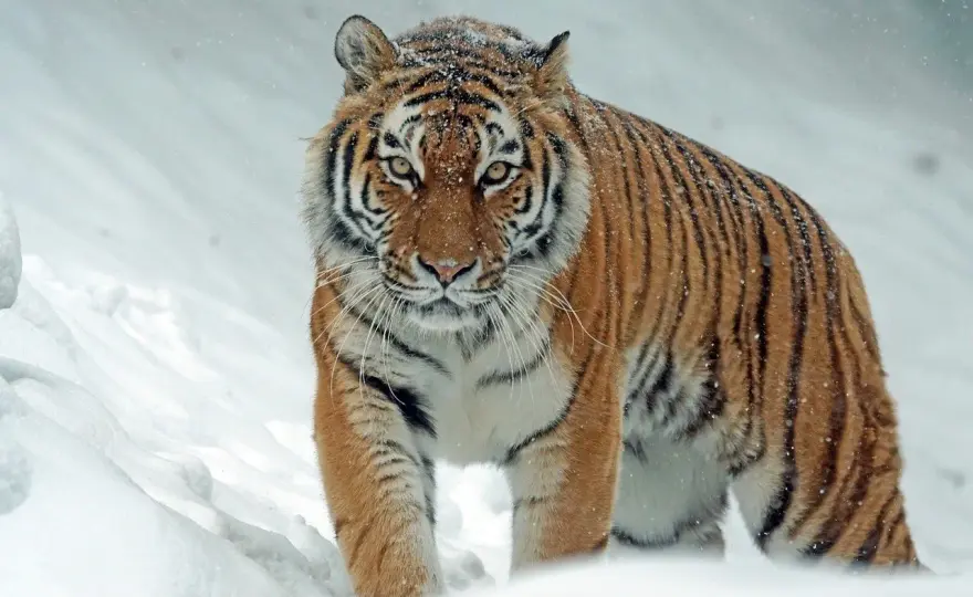 El tigre - ¿Por qué es el felino más grande del mundo?