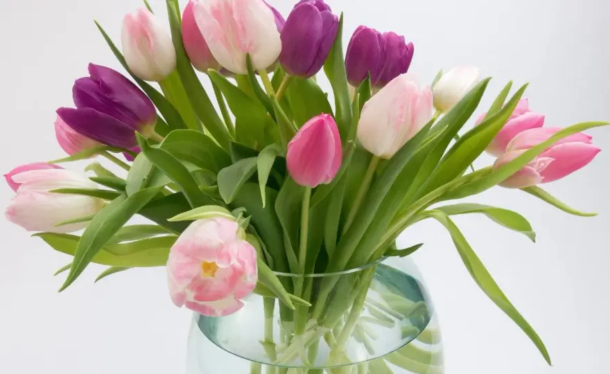 Tulipes ouvertes - Maîtrisez leur beauté et durée en vase