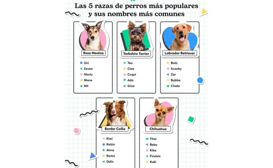 Nombres graciosos para perros - Elige el ideal sin cansarte