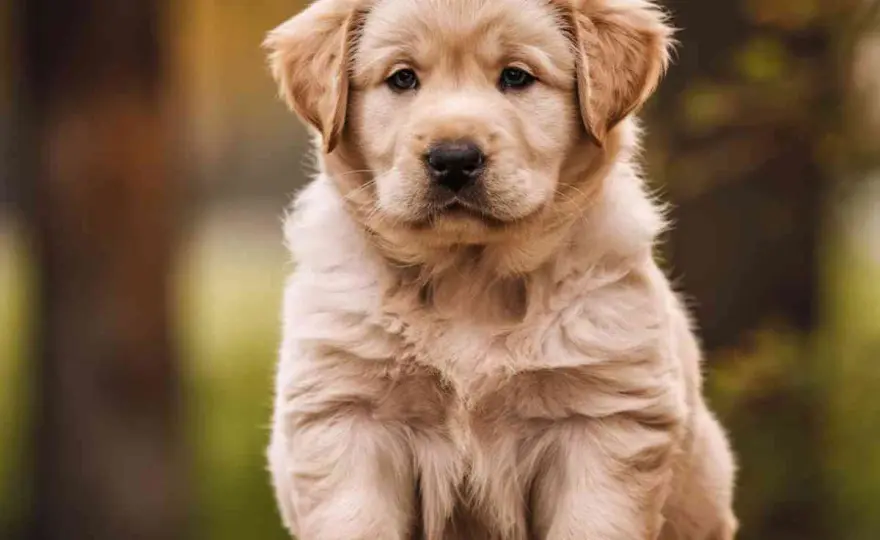 Chien calme et peu de poils - Le guide complet pour bien choisir