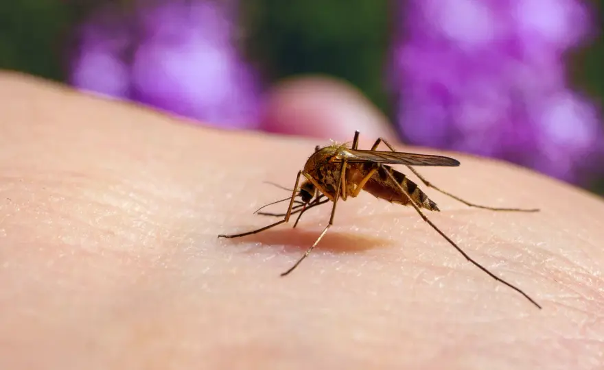 Vilka insekter bits? Så känner du igen betten