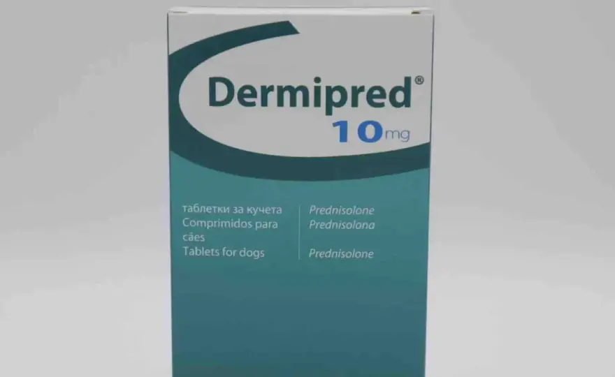 Dermipred dla psa - Jak dawkować i kiedy steryd naprawdę pomaga?