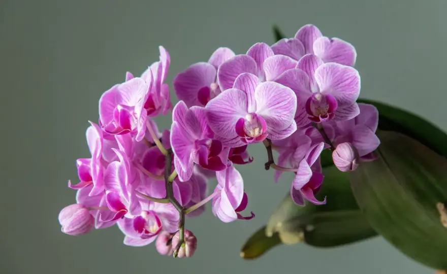 Storczyk, orchidea, falenopsis - Czy znasz różnice?