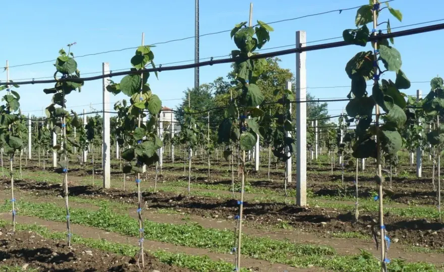 Piantare kiwi - Guida completa per un raccolto perfetto