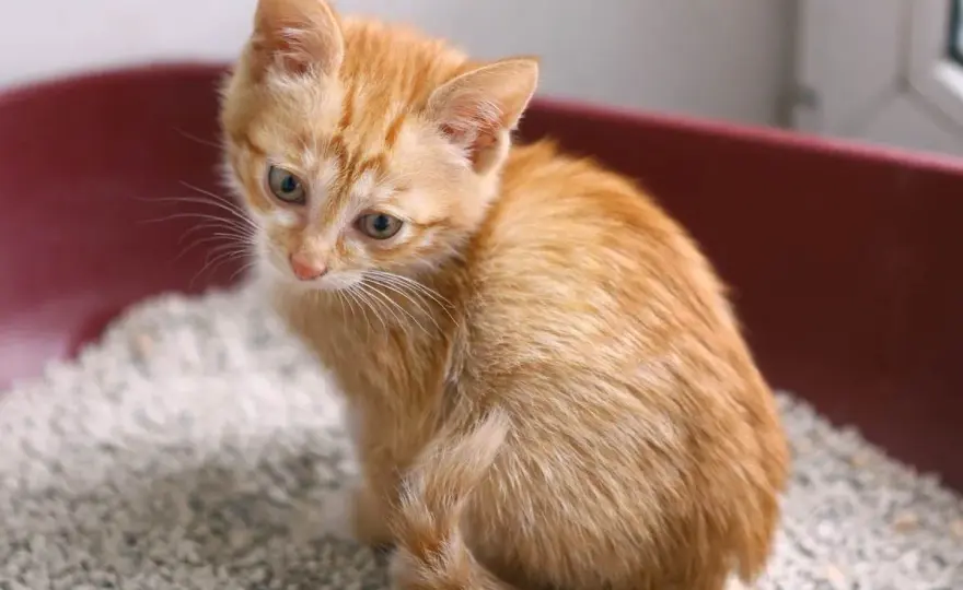 Kokzidien bei Katzen - Symptome erkennen und Reinfektionen stoppen
