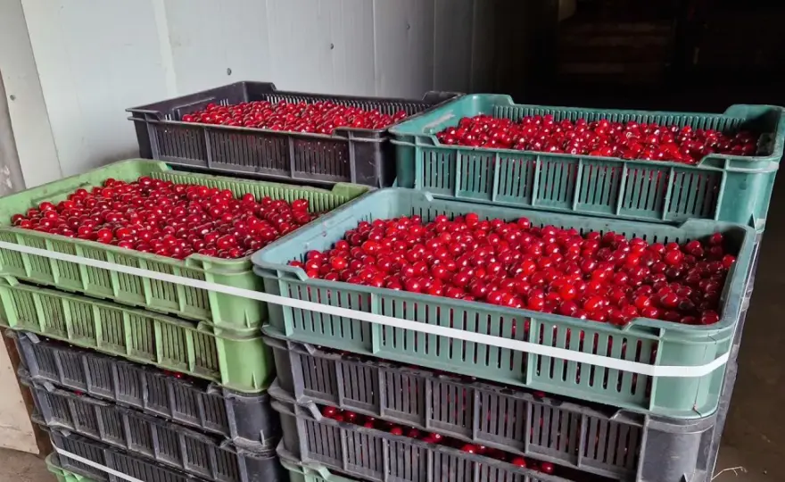 Cena wiśni - Jak nie sprzedać owoców zbyt tanio?