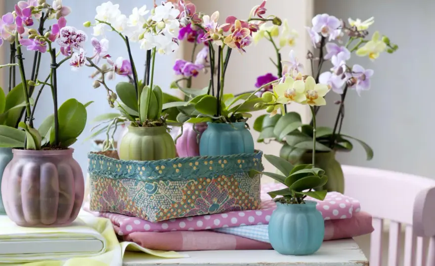 Phalaenopsis - jak dbać? Poradnik dla początkujących!