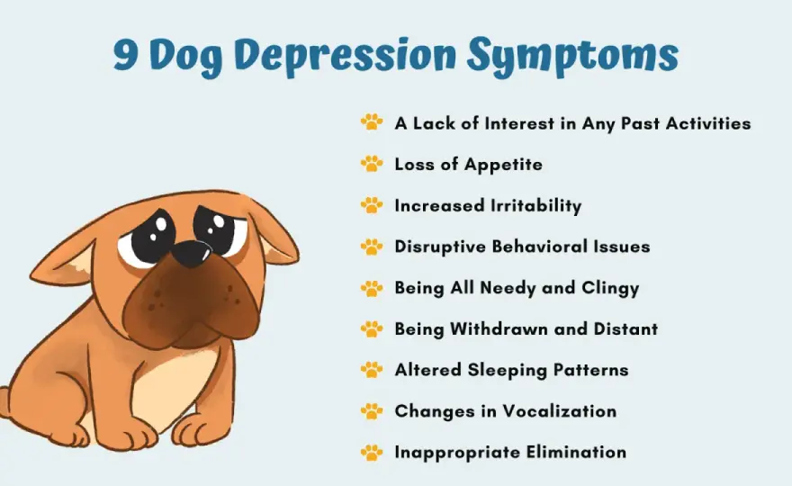 Is Your Dog Depressed? Spot the Signs & Find Solutions