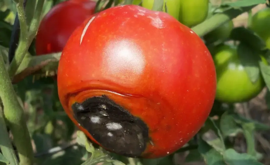 Quando dare il calcio ai pomodori per evitare il marciume apicale