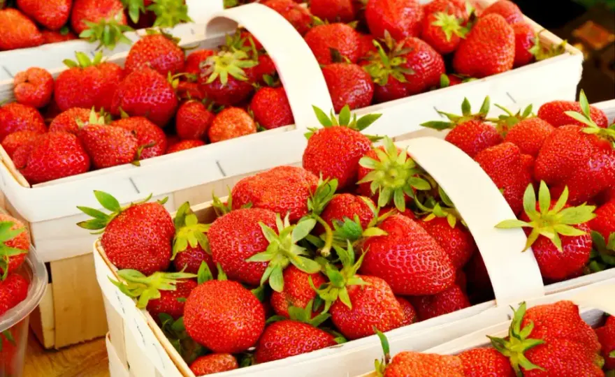 Ile można zarobić na zbiorze truskawek? Realne stawki i zarobki