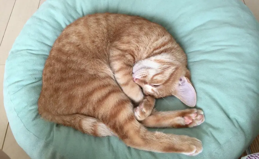 Jak zrobić legowisko dla kota w domu: prosty poradnik dla miłośników kotów