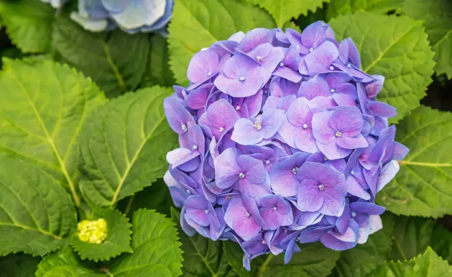 Beskära hortensia - Få fler blommor med rätt klippning